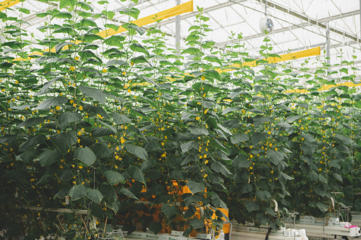 Cucumber vines inside a Pure Flavor greenhouse