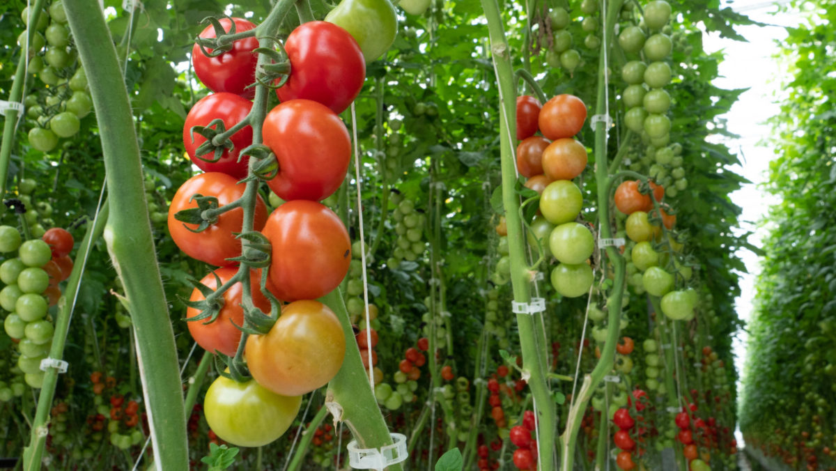 Tomatoes in greenhouse