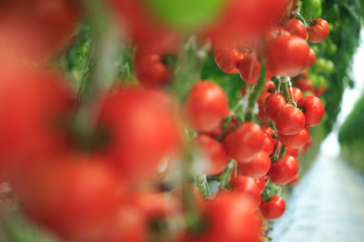 beefsteak tomatoes growing in greenhouse
