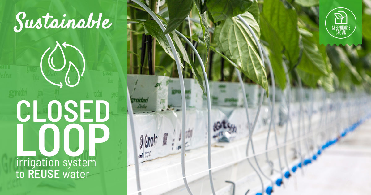 A photo of the irrigation system attached to the base of the plants with overlaying text that says: Sustainable. Closed loop irrigation system to reuse water.