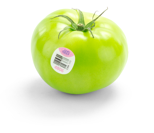 Single Green Beefsteak Tomato with PLU sticker