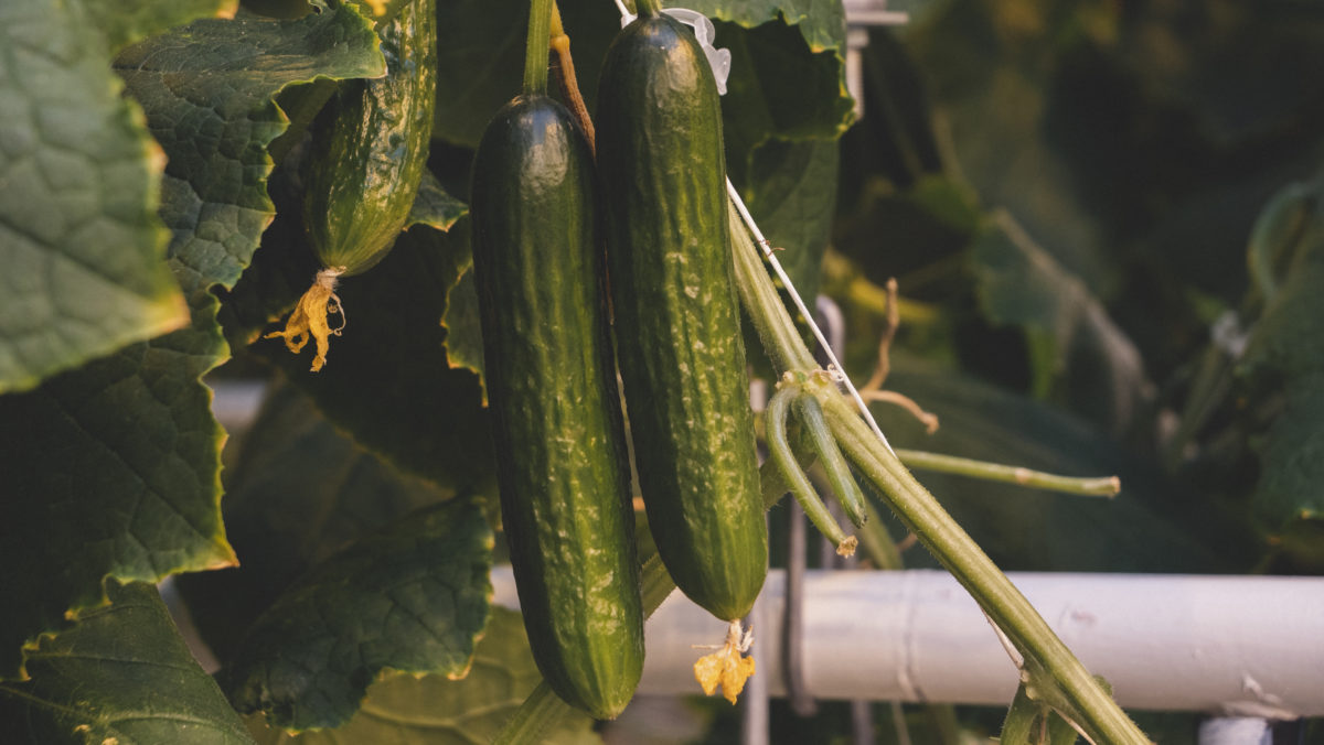 Cucumbers growing in greenhouse
