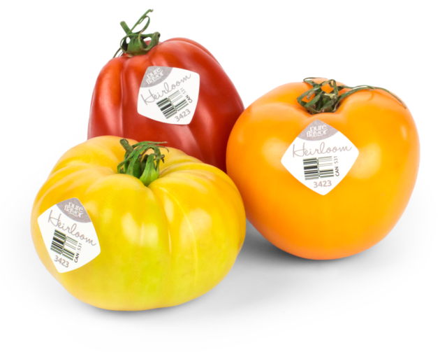 Three Pure Flavor Heirloom tomatoes, One yellow, orange and red