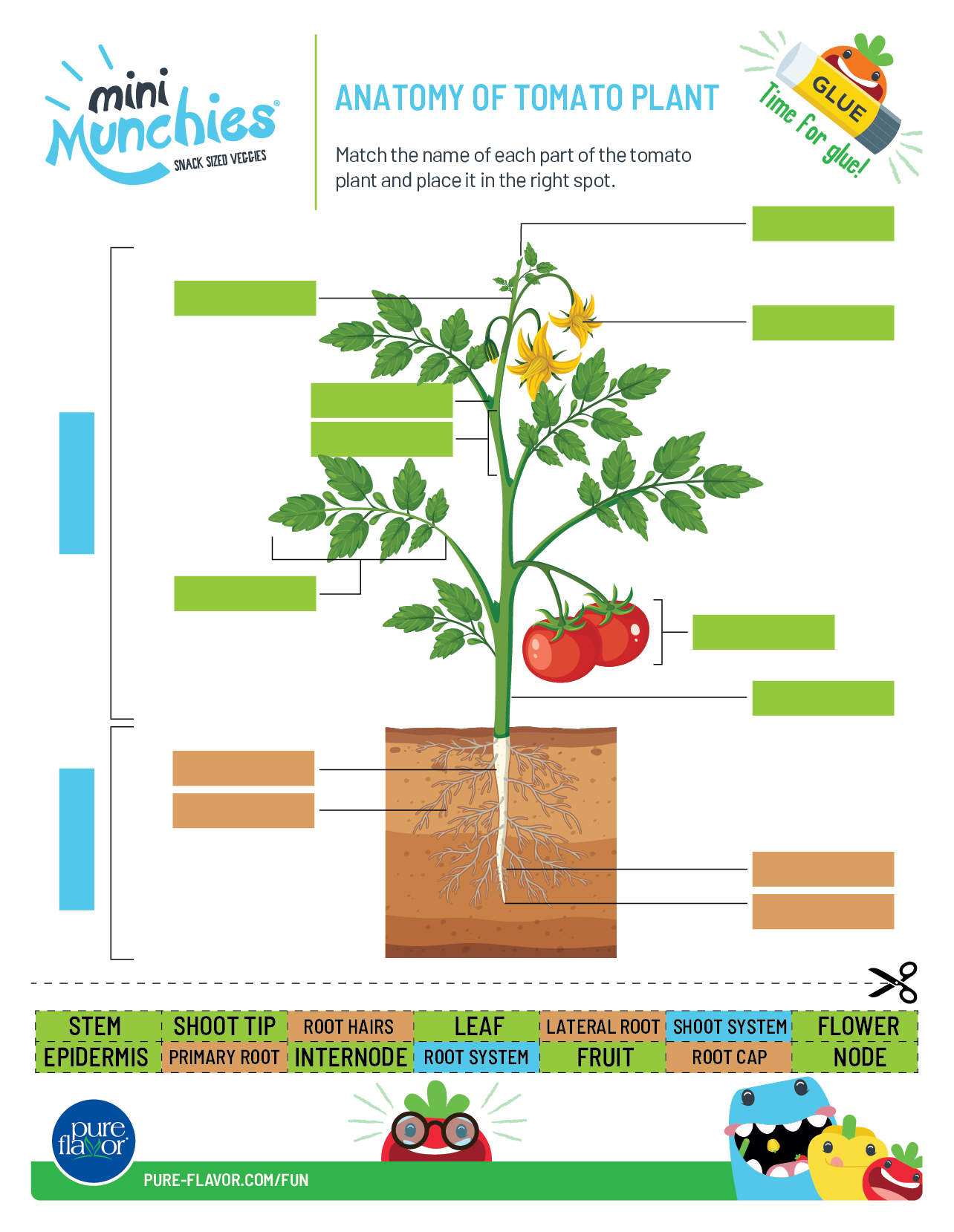 Anatomy of a Tomato Plant