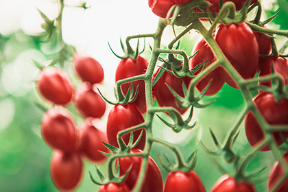 Greenhouse cherry tomatoes