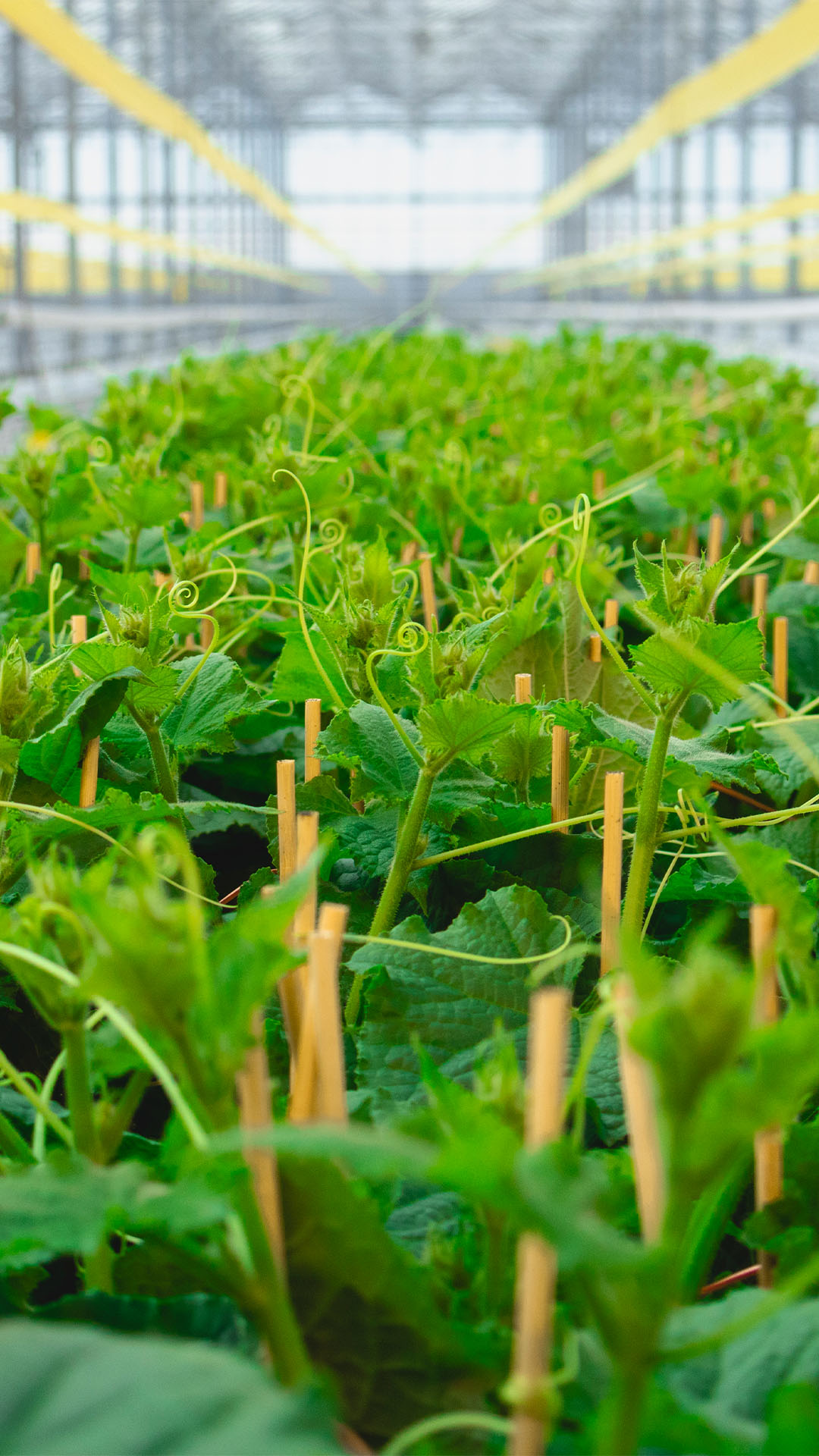 Pure Flavor Greenhouse Cucumber Plants