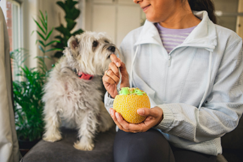 Woman eating Solara™ Melon with a dog looking on