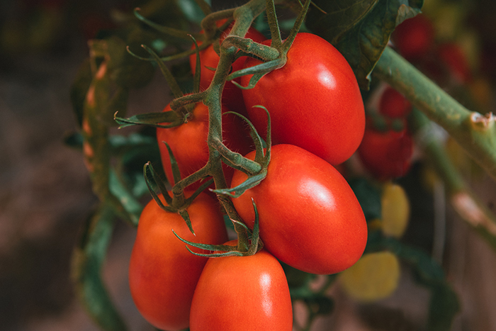 Organic Roma Tomatoes in Greenhouse