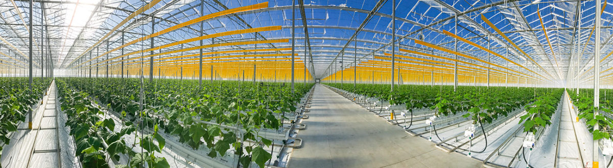Interior of Pure Flavor Greenhouse with sky