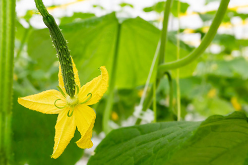 Cucumber growing in a greenhouse with a flower