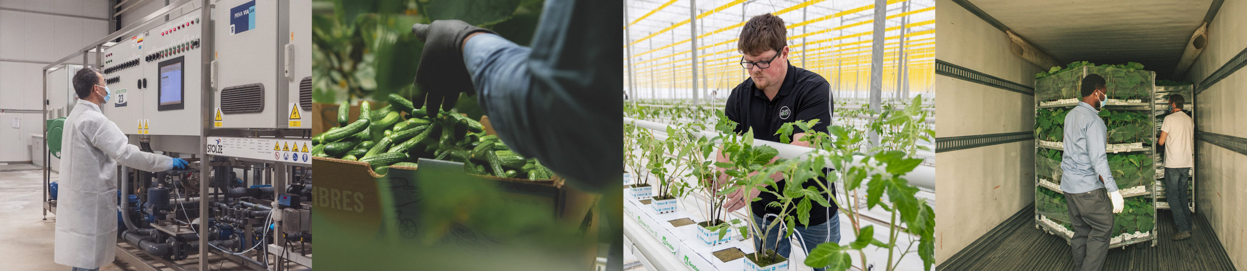 Greenhouse workers processing vegetables.