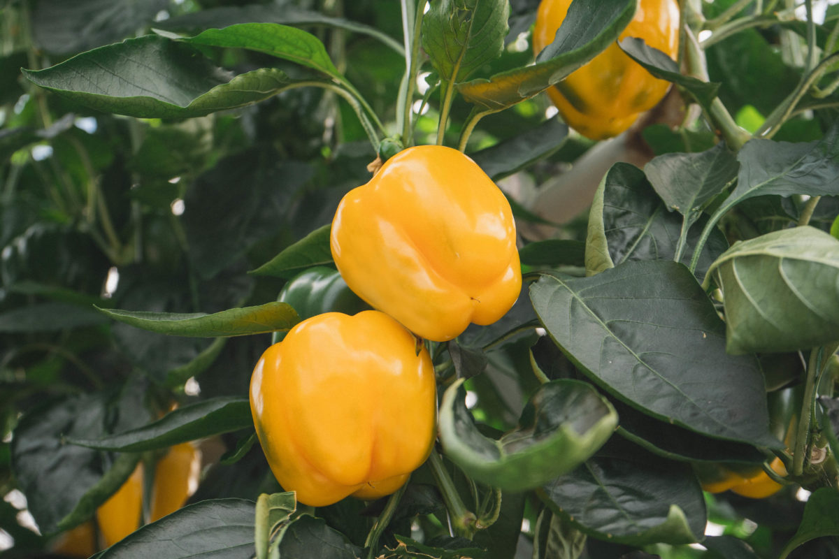 Yellow bell peppers in greenhouse