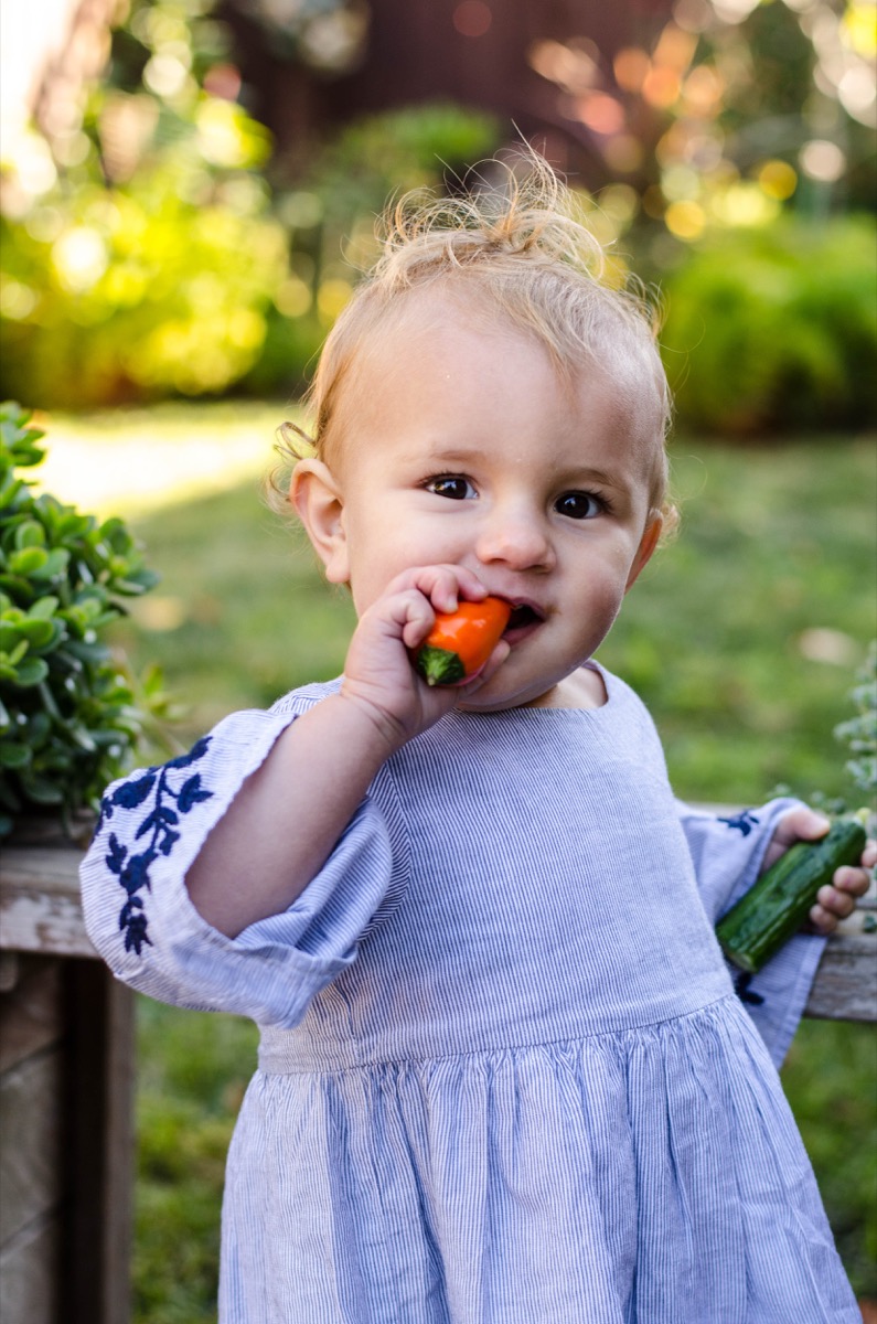 Little girl eating orange mini pepper