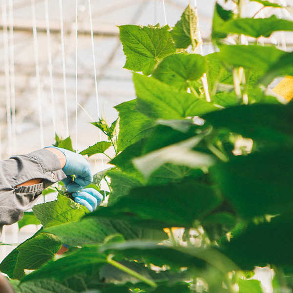 A greenhouse worker caring for plants