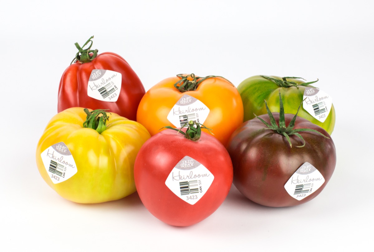 6 Heirloom tomatoes of different colors