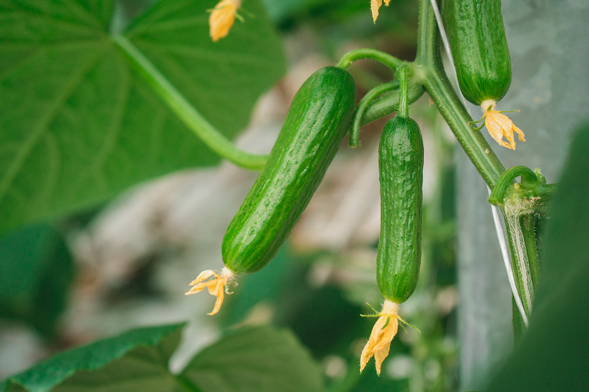 cucumber in greenhouse