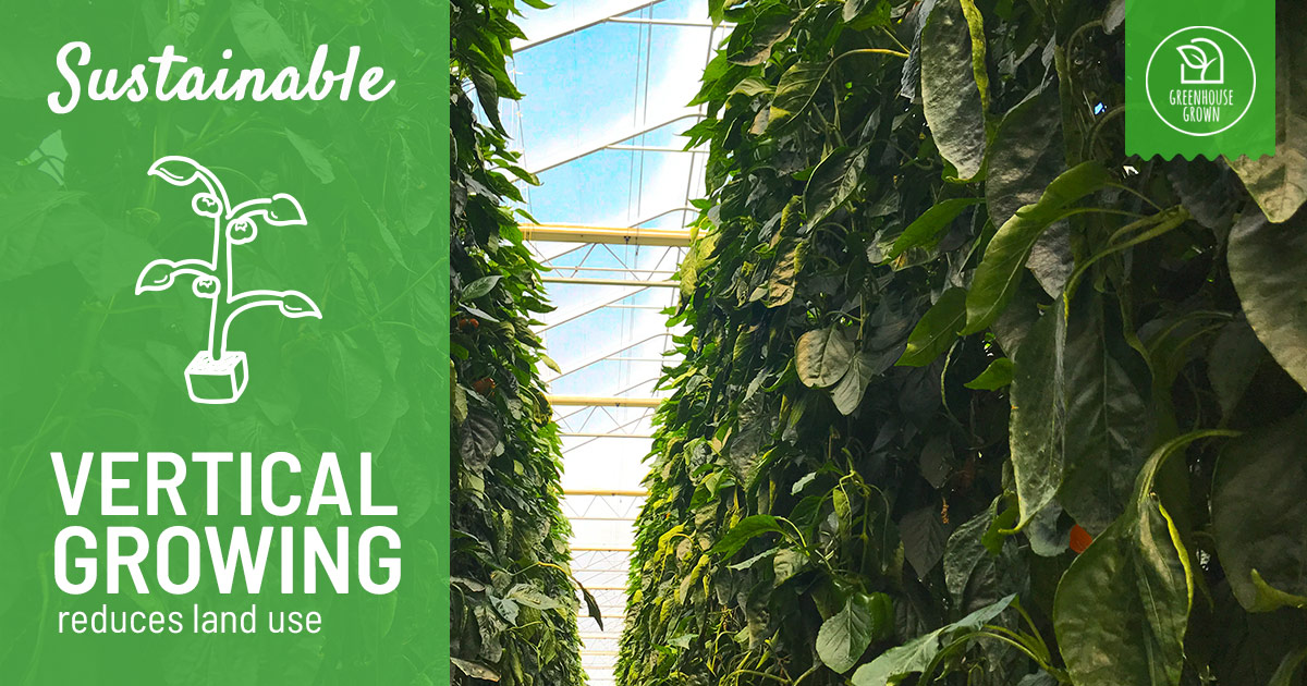 A photo pointing up a tall row of bell pepper plants toward the top of the greenhouse with overlaying text that says: Sustainable. Vertical growing reduces land use.