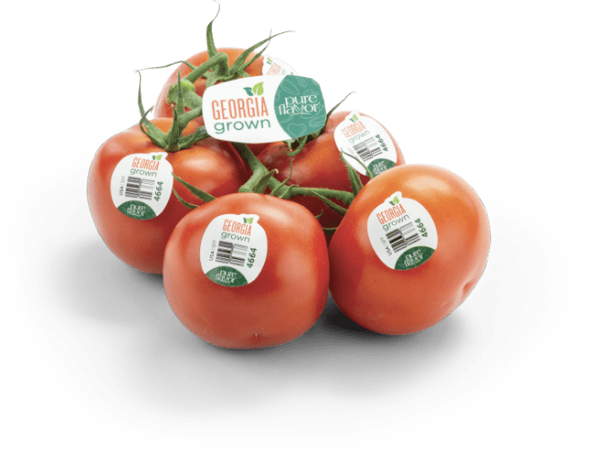 Georgia Grown Tomatoes on the Vine