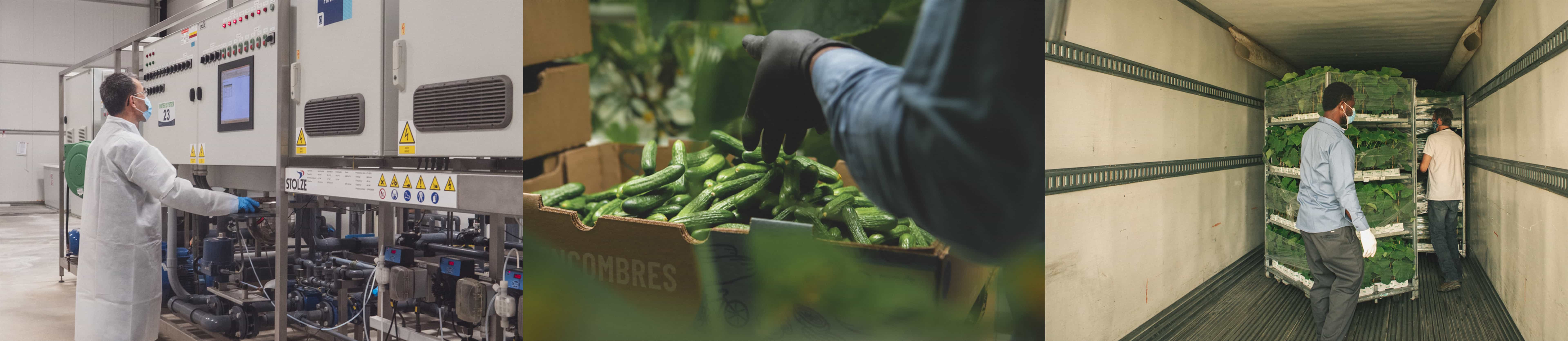 Greenhouse workers processing vegetables.