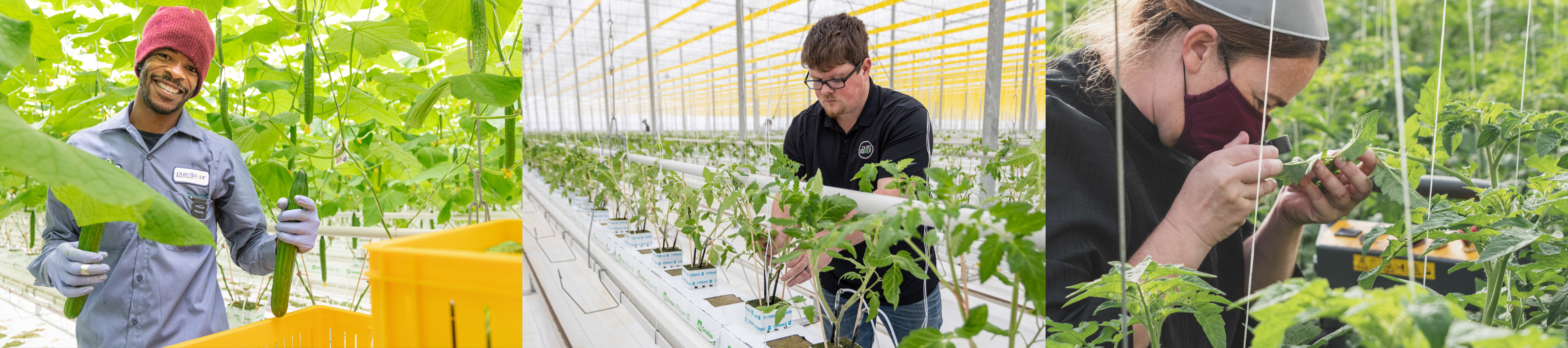 Greenhouse workers processing vegetables.